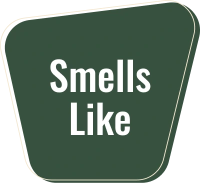 smell like icon