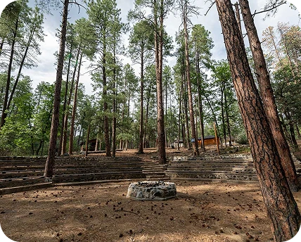 a group of trees in a forest