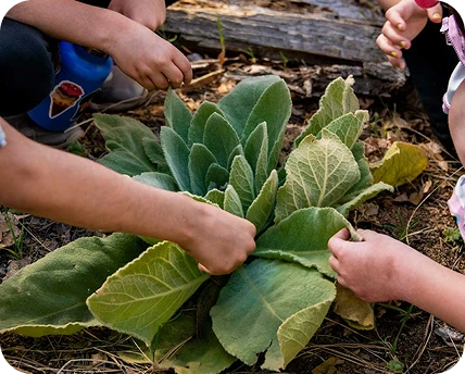 a group of people planting a plant